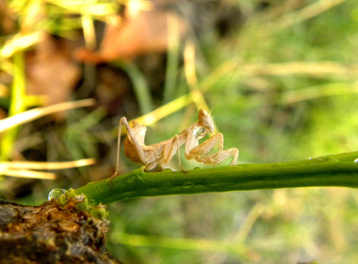 Identificazione mantide